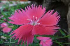 Dianthus chinensis